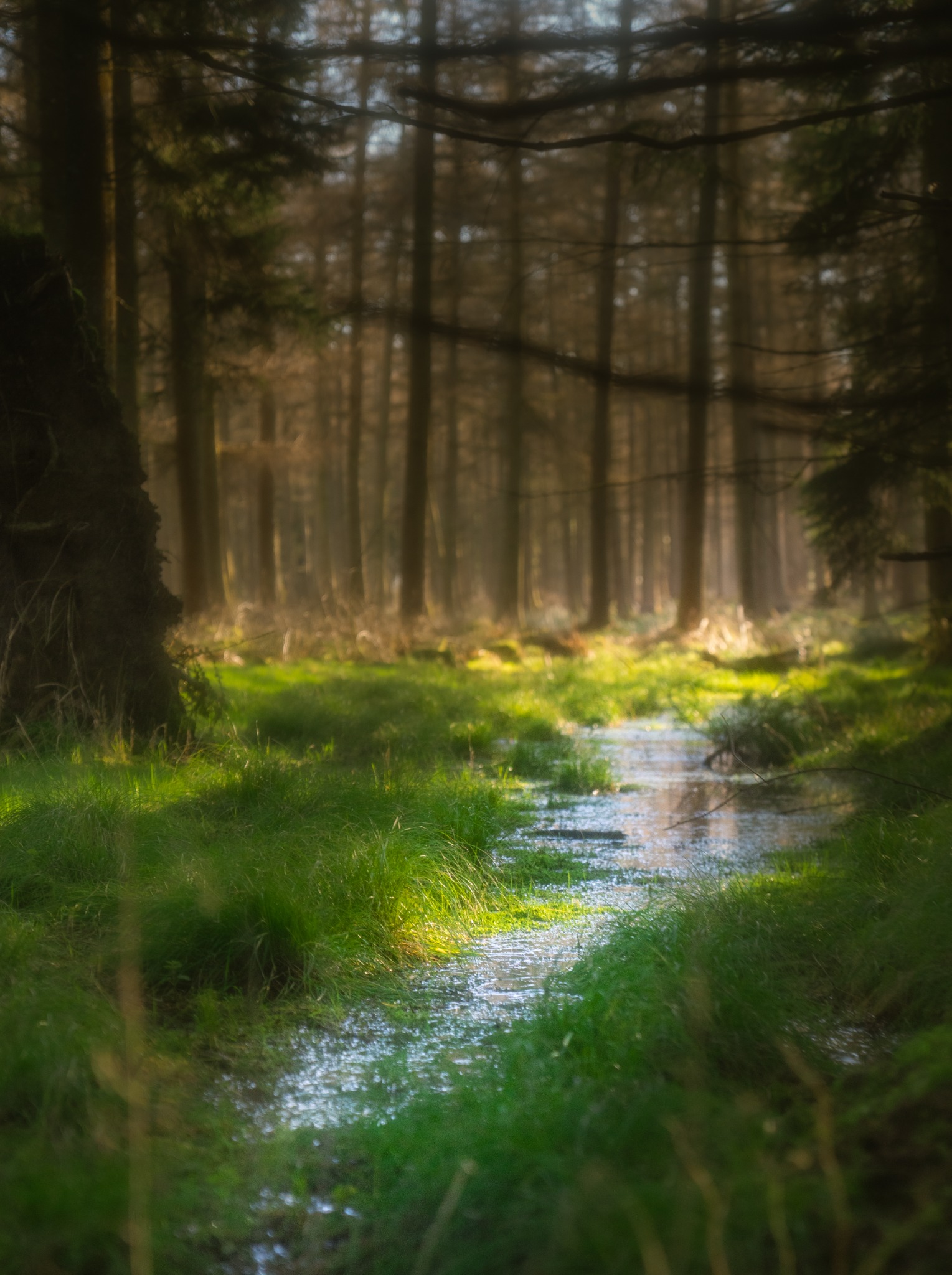 Forest path in sunlight