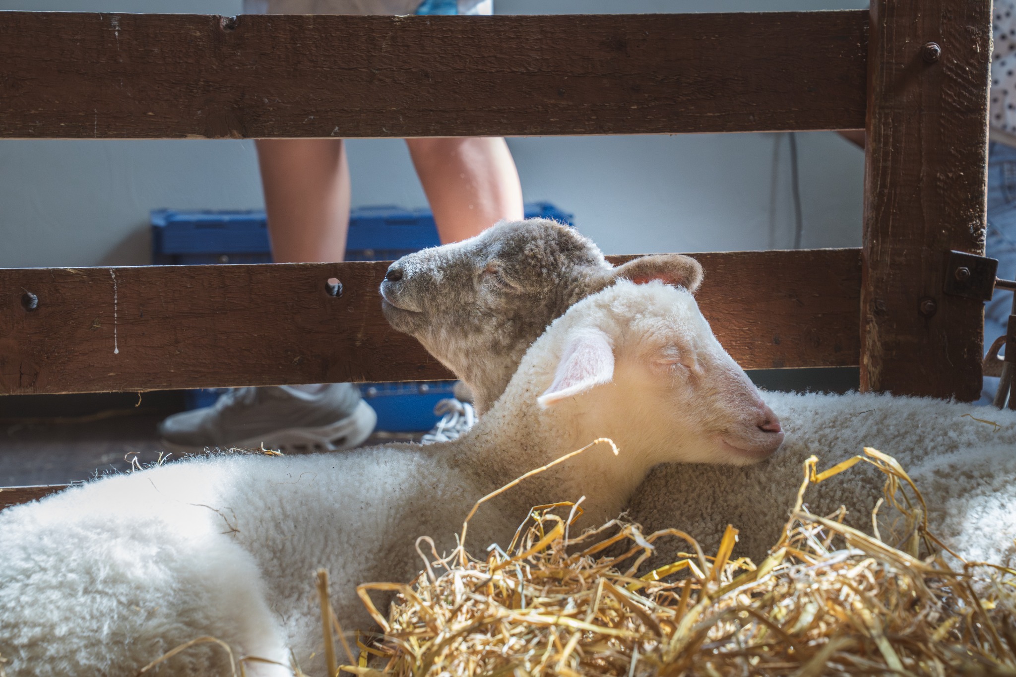 Lamb resting