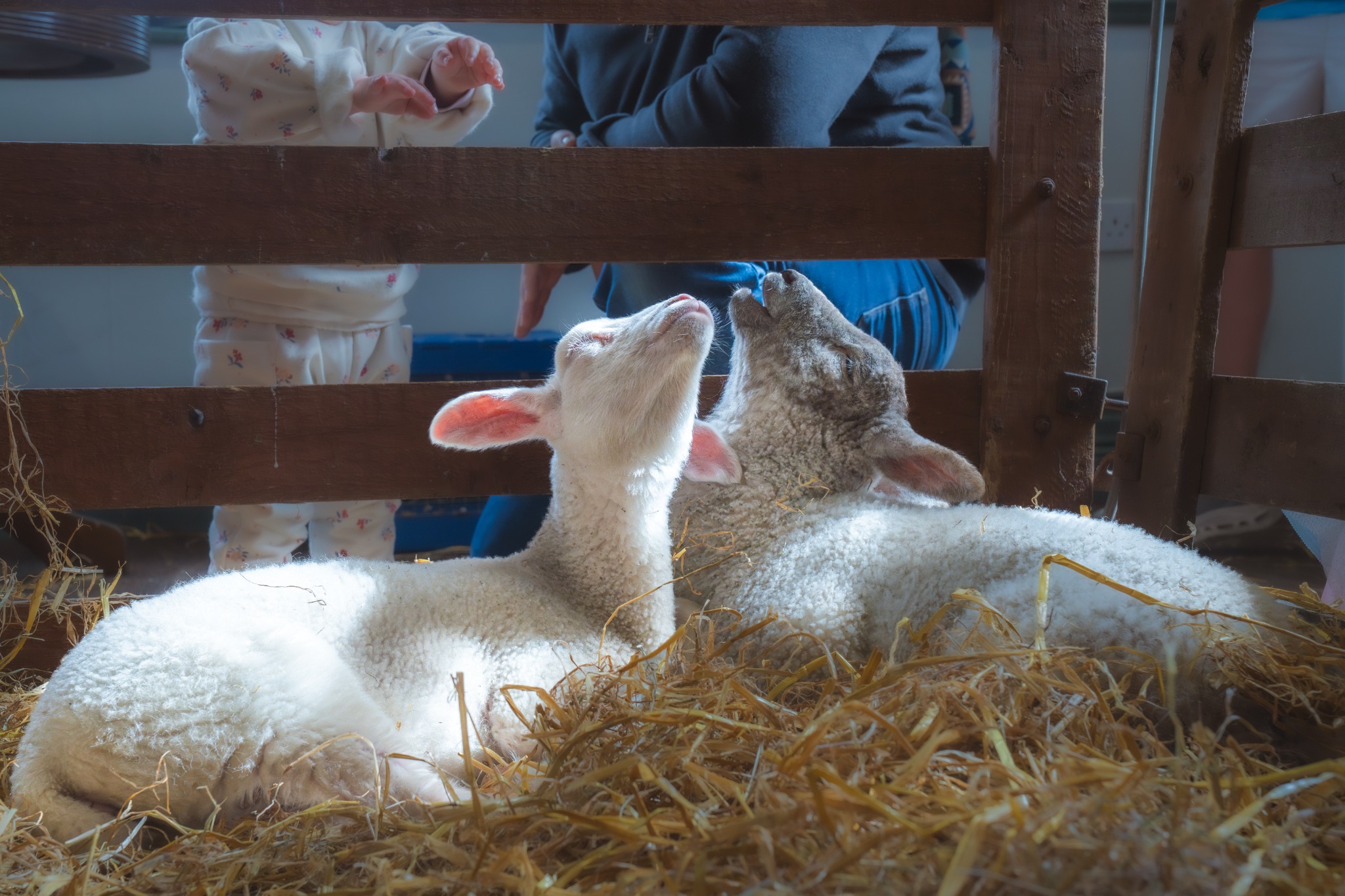 Lamb