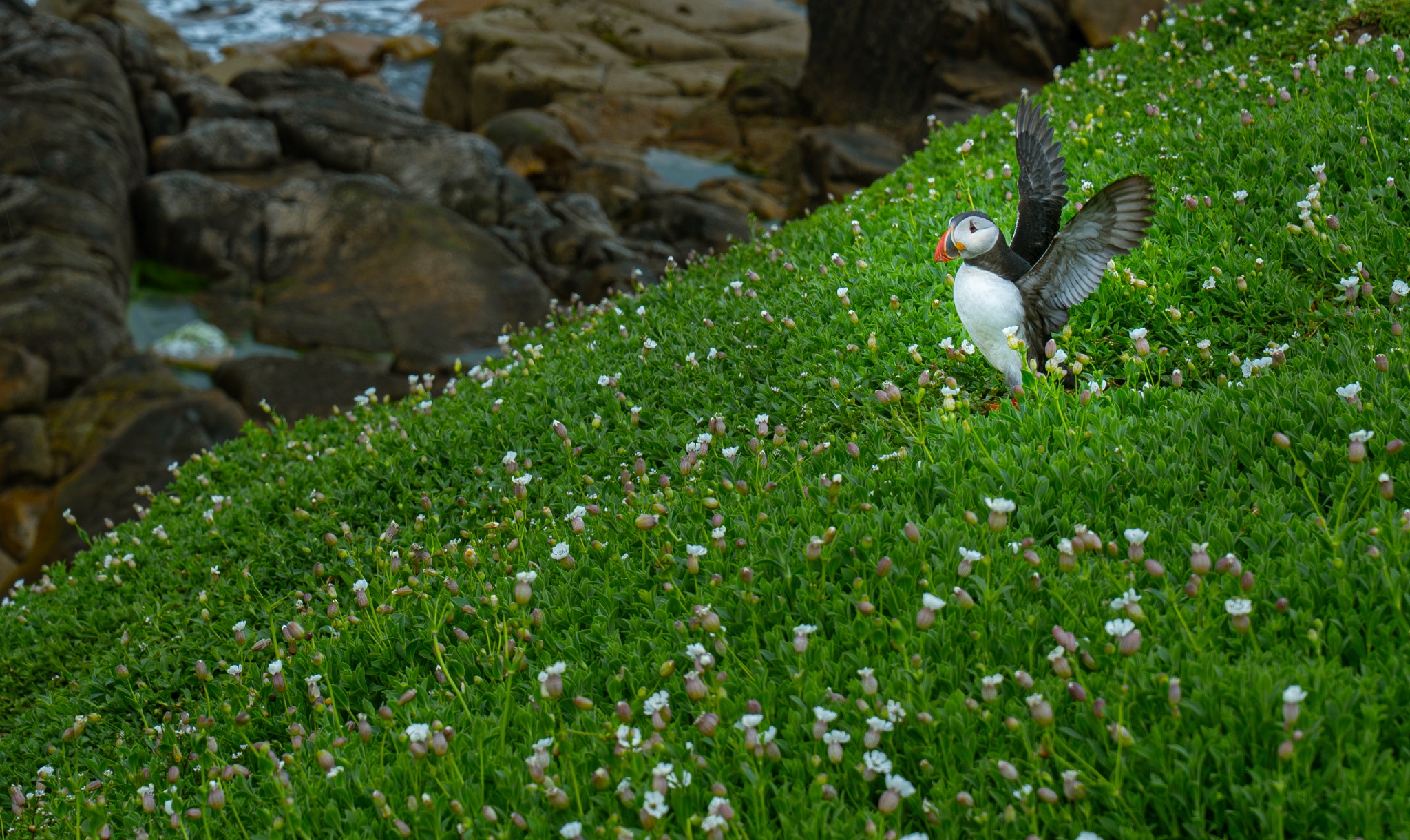 Puffin