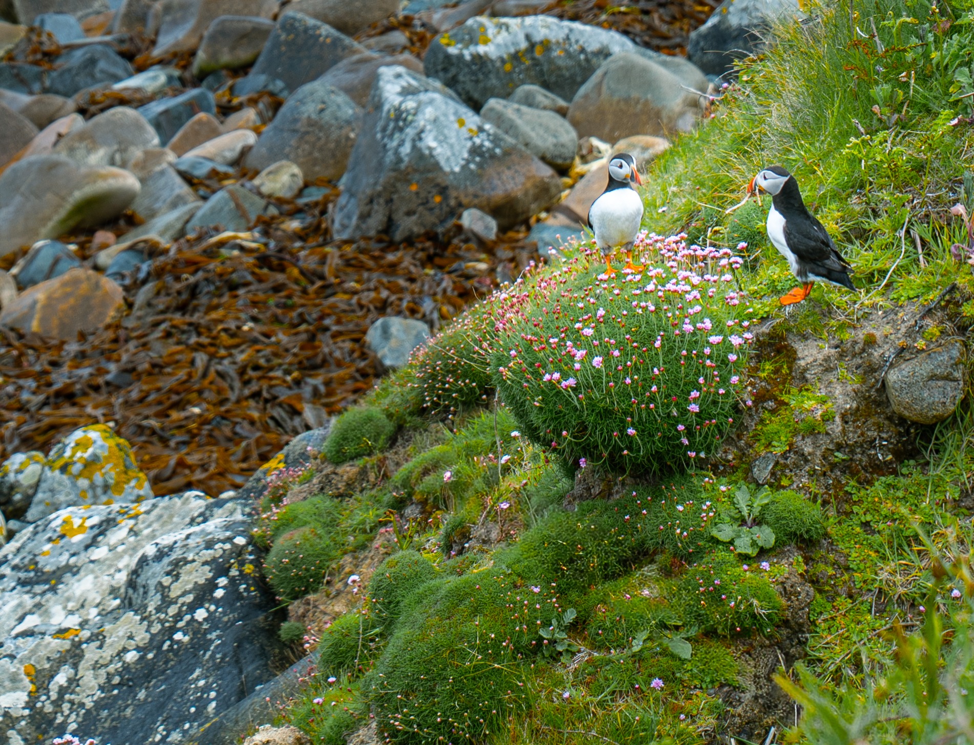 Puffins on the Irish coast